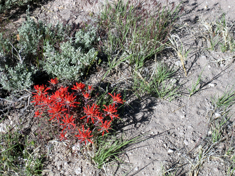 Geothermal Creek Flowers 4